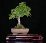 Shohin Maple